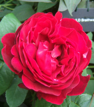 rosa ‘ld braithwaite’ .jpg - 37934 Bytes